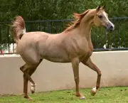 Cavalo Árabe Um Animal De Porte (6)