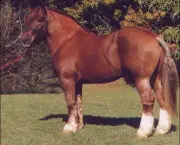 Cavalo Bretão (1)