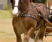Cavalo Bretão (2)