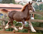 Cavalo Bretão (4)