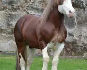 Cavalo Bretão (7)