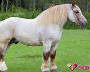 Cavalo Bretão (10)