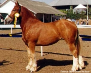 Cavalo Bretão (11)