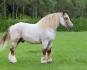 Cavalo Bretão (12)