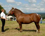 Cavalo Bretão (14)