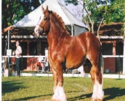 Cavalo Bretão (15)