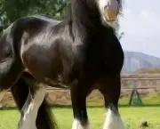 Cavalo Bretão (16)
