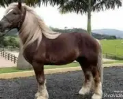 Cavalo Bretão (17)