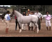 Cavalo Crioulo (1)