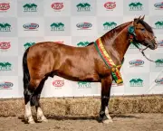 Cavalo Crioulo (4)
