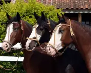 Cavalo Crioulo (6)