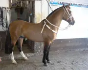 Cavalo Crioulo (7)