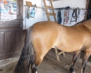 Cavalo Crioulo (8)