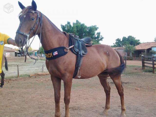 Featured image of post Fotos De Cavalos De Vaquejada Selados Calmo e sereno o s bio emendou