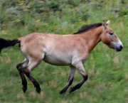 cavalo-selvagem-da-mongolia (1)