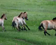 cavalo-selvagem-da-mongolia (2)