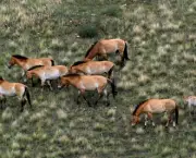 cavalo-selvagem-da-mongolia (3)