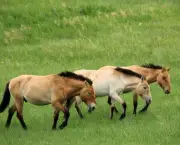 cavalo-selvagem-da-mongolia (5)