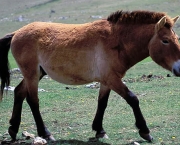 cavalo-selvagem-da-mongolia (6)
