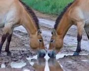 cavalo-selvagem-da-mongolia (7)