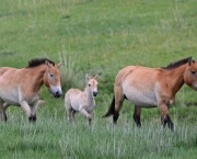 cavalo-selvagem-da-mongolia (8)