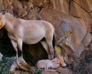cavalo-selvagem-da-mongolia (9)