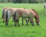 cavalo-selvagem-da-mongolia (10)