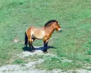 cavalo-selvagem-da-mongolia (11)