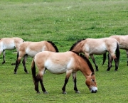 cavalo-selvagem-da-mongolia (12)
