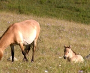 cavalo-selvagem-da-mongolia (13)