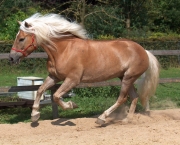 cavalo-selvagem-da-mongolia (14)