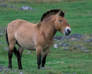 cavalo-selvagem-da-mongolia (16)