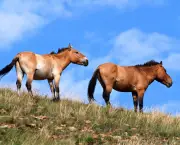 cavalo-selvagem-da-mongolia (17)