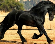 cavalos-3.jpg