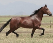cavalos-4.jpg