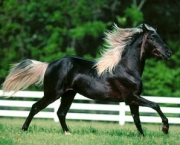 cavalos-17.jpg