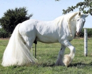Cavalos Mais Bonitos Do Mundo (2)
