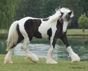 Cavalos Mais Bonitos Do Mundo (5)