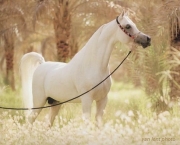 Cavalos Mais Bonitos Do Mundo (6)
