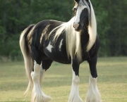 Cavalos Mais Bonitos Do Mundo (8)