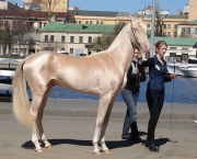 Cavalos Mais Bonitos Do Mundo (9)