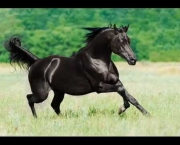 Cavalos Mais Bonitos Do Mundo (11)