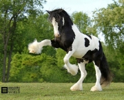 Cavalos Mais Bonitos Do Mundo (13)