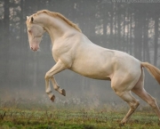 Cavalos Mais Bonitos Do Mundo (14)
