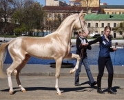 Cavalos Mais Bonitos Do Mundo (15)