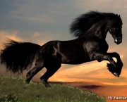Cavalos Mais Bonitos Do Mundo (16)