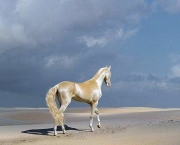 Cavalos Mais Bonitos Do Mundo (17)