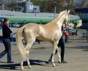 Cavalos Mais Bonitos Do Mundo (18)