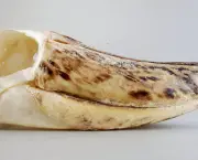 Cegonha-Bico-de-Sapato (12)