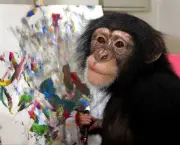 Chimpanzé Bakhari (3)